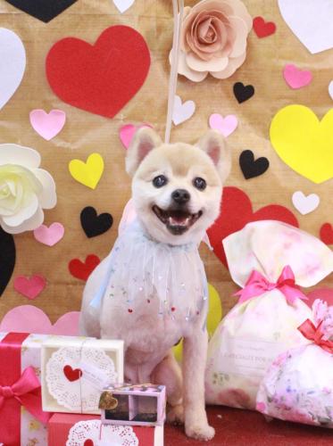 20230201パピーくん